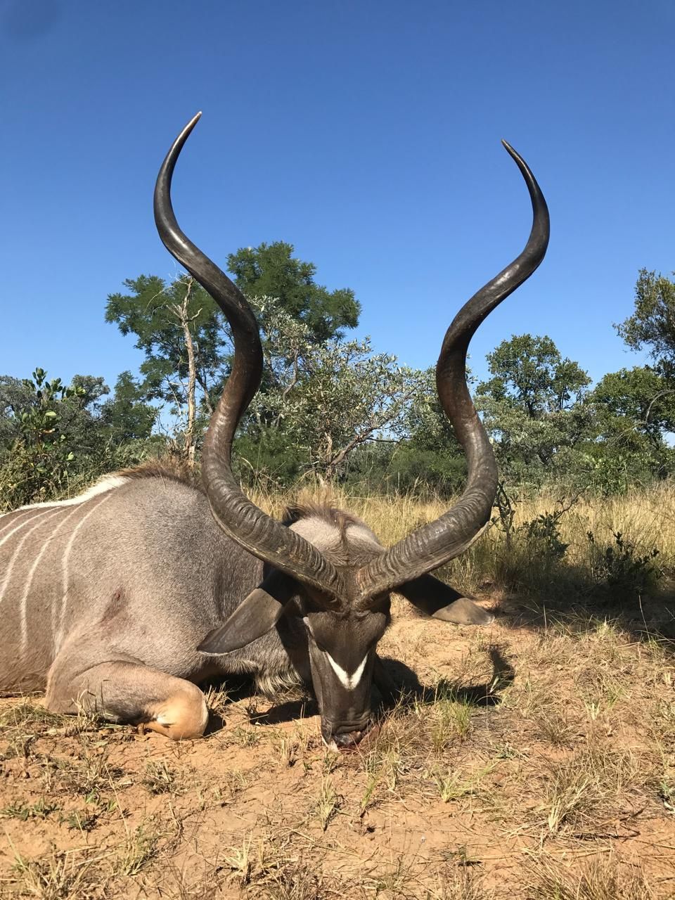 Trophy kudu bull in the Limpopo bushveld