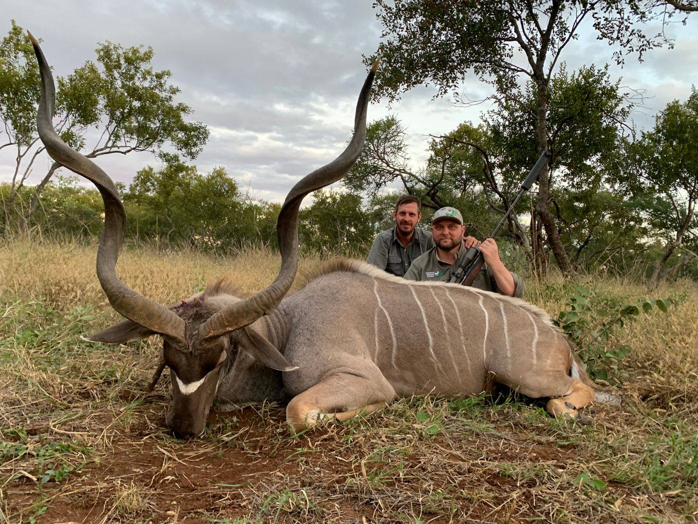 Greater kudu bull taken in golden late-afternoon light